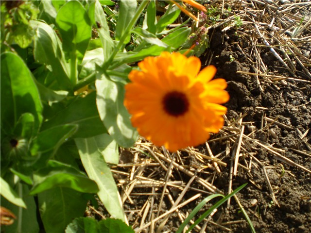 neven